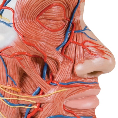 3B Scientific Half-Head Model with Muscles, Vessels, and Nerves